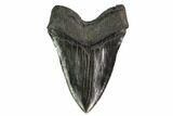 Fossil Megalodon Tooth - Georgia #145462-2